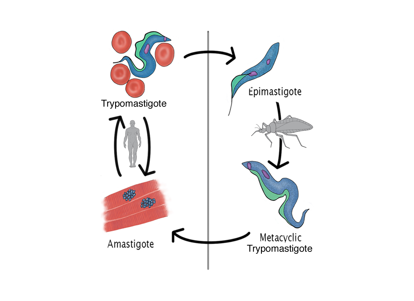 trypanosome life cycle